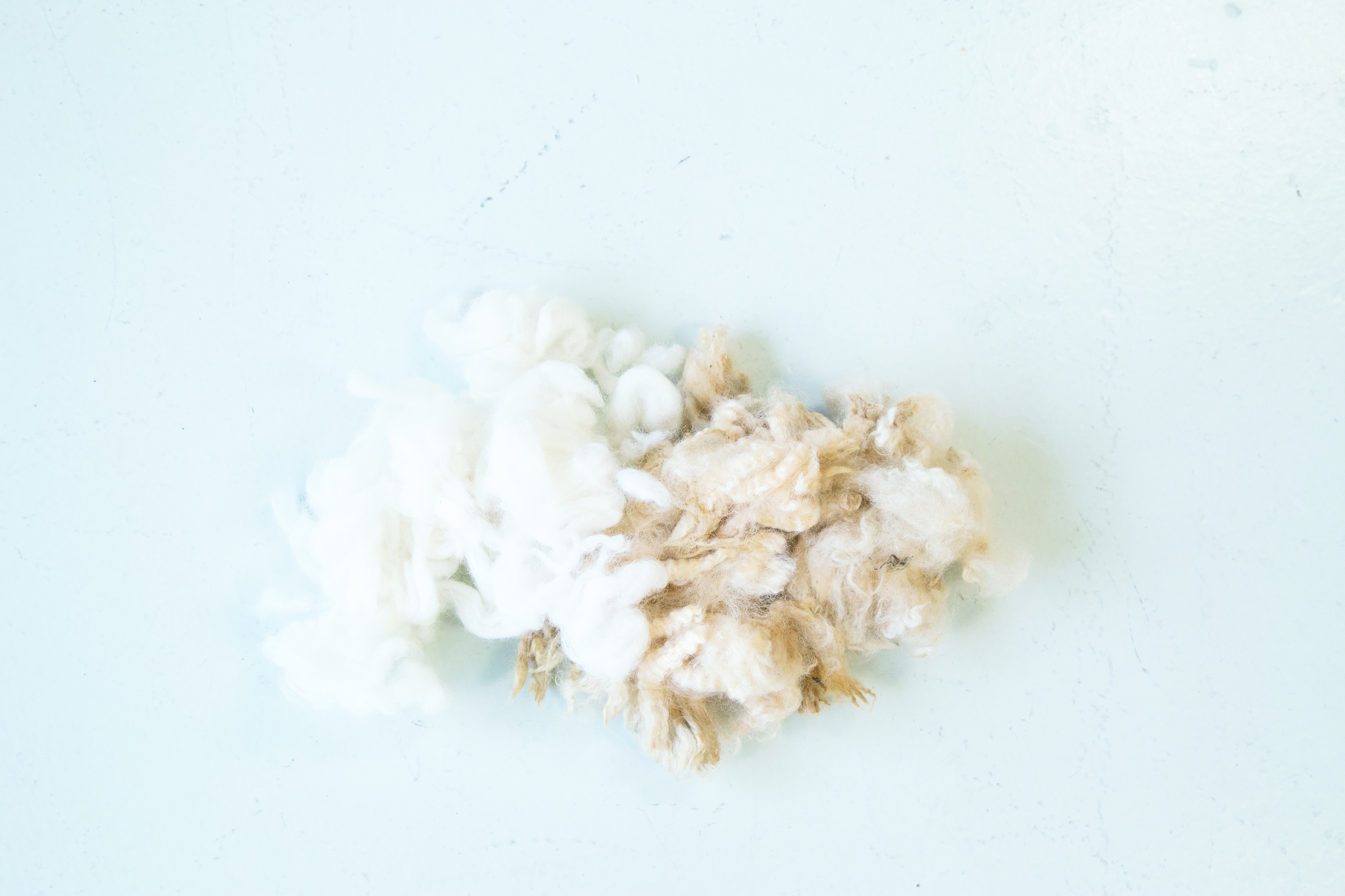 Wool